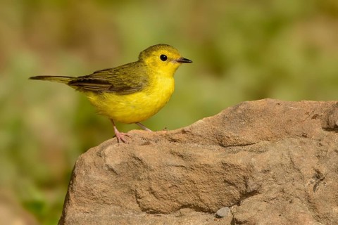 Hooded Warbler (Setophaga citrina) female, Texas, USA