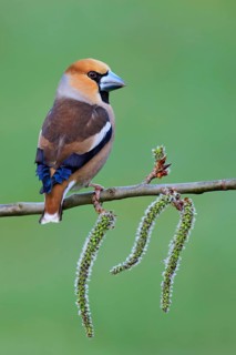 Hawfinch (Coccothraustes coccothraustes), Brandenburg, Germany