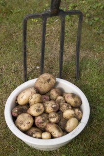 New potatoes freshly dug up