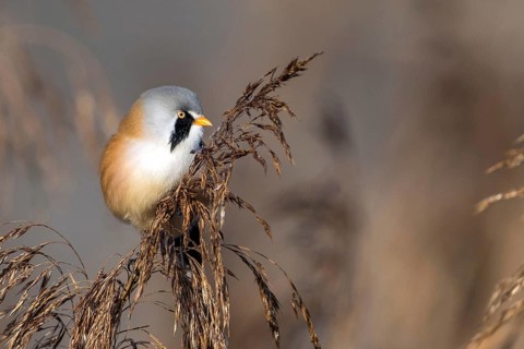 Bearded tit (Panurus biarmicus), songbird, chickadee, Federsee lake, Baden-Württemberg, Federal