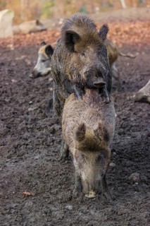 Two wild boar or wild pig (Sus scrofa), mate on an opening