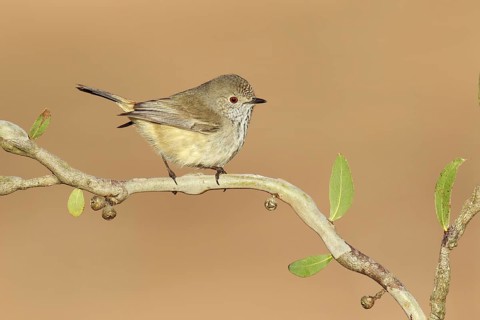Inland Thornbill (Acanthiza apicalis), Victoria, Australia
