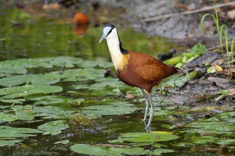 African Jacana (Actophilornis africanus), Okavango Delta, Botswana