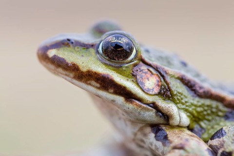 Water frog, (Pelophylax spec), green frog, frogs, family of the true frogs, Wormser Ried, district