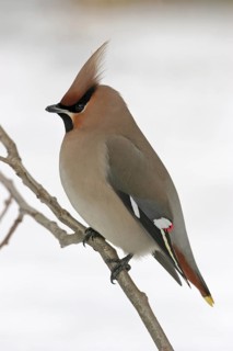 Bohemian Waxwing (Bombycilla garrulus), Rhineland-Palatinate, Germany