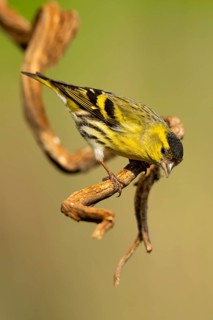 A vibrant European siskin, Spinus spinus, keenly perched on a rustic, twisted branch against a