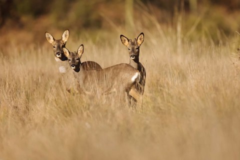 A group of roe deer stands gracefully in a sunlit field, blending with the tall grass. The serene