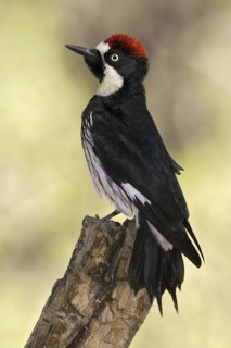 Acorn Woodpecker (Melanerpes formicivorus), Arizona, USA