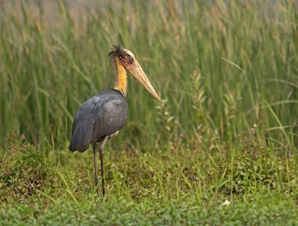 Lesser Adjutant (Leptoptilos javanicus), Darjeeling, India