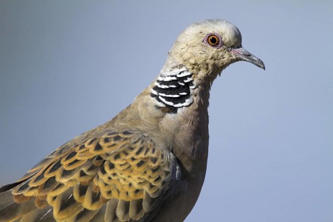 European Turtle Dove (Streptopelia turtur), Castile-La Mancha, Spain