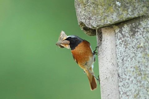 Common Redstart (Phoenicurus phoenicurus) male at nest box with insect prey, Baden-Wuerttemberg,