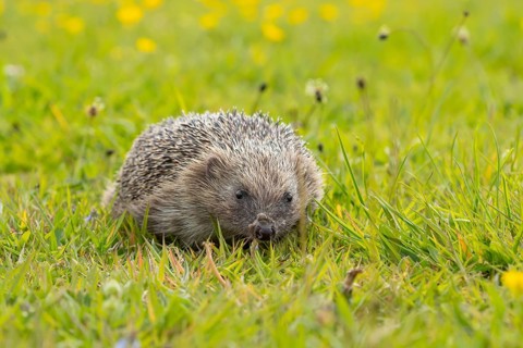 European hedgehog (Erinaceus europaeus) adult animal in a grassland meadow in spring, England,