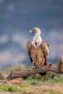 Griffon Vulture (Gyps fulvus) sitting on an old gnarled root in autumn, Pyrenees, Catalonia, Spain