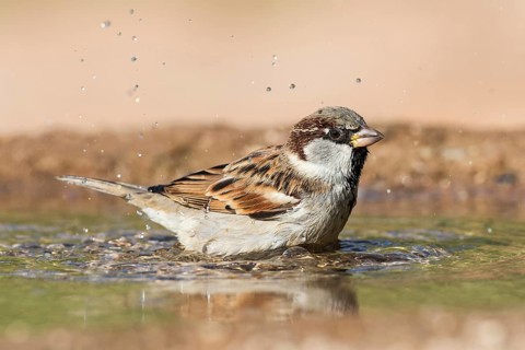 House Sparrow (Passer domesticus) male bathing at waterhole, Eilat, Israel