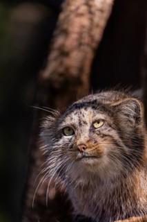 Portrait of a Pallas's cat (Otocolobus manul) or Manul. Least concern species on the IUCN Red List