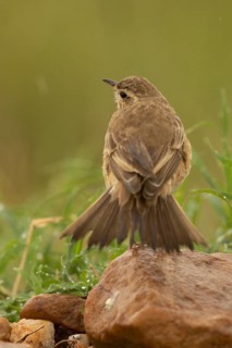 Plain-backed Pipit (Anthus leucophrys), Masai Mara, Kenya