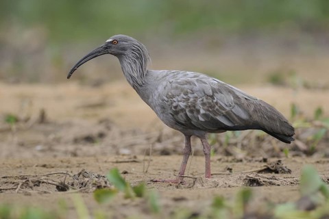 Plumbeous Ibis (Theristicus caerulescens) foraging, Pantanal, Brazil