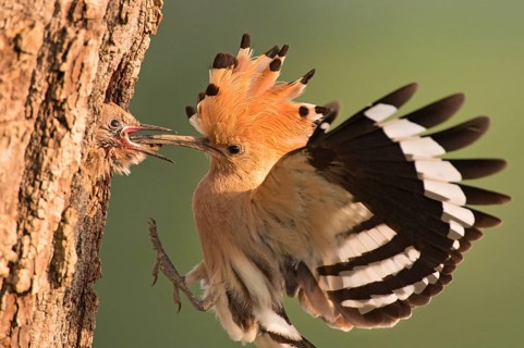 Eurasian Hoopoe (Upupa epops) feeding juvenile in breeding cavity, Lombardy, Italy