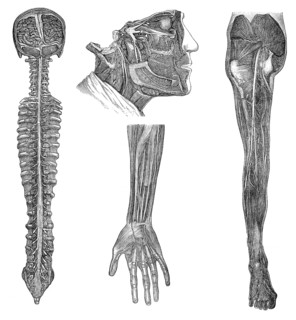 Illustration of human nerves, 1896, historische Zeichnung, 1896, Darstellung der Nerven des