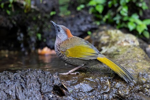 Assam Laughingthrush (Trochalopteron chrysopterum woodi) at a waterhole, Yunnan, China