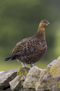 Red Grouse (Lagopus lagopus scotica), Yorkshire, United Kingdom