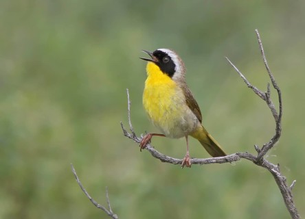Common Yellowthroat, Geothlypis trichas, sings from a perch at Saskatchewan Landing Provincial