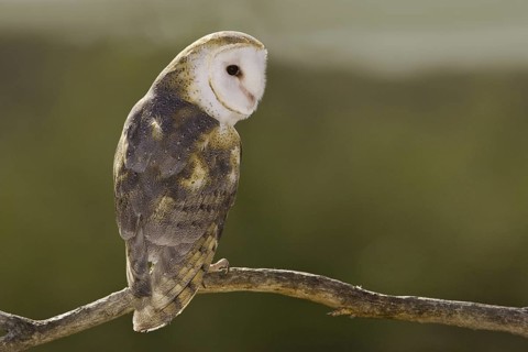 Western Barn Owl (Tyto alba), Arizona, USA