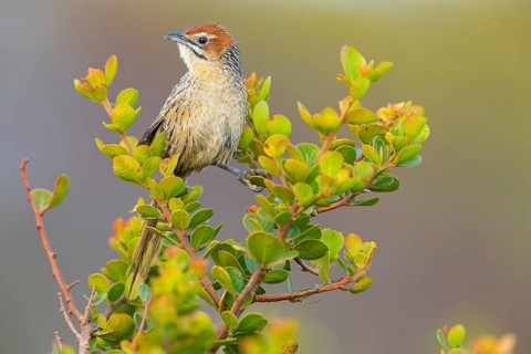 Cape bulbul warbler, Cape warbler, (Sphenoeacus afer), animals, birds, warblers, perching warbler,