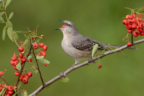 Northern Mockingbird (Mimus polyglottos) feeding on red berries, Texas, USA
