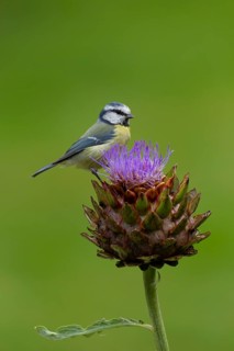 Blue tit (Cyanistes Caeruleus) adult bird on a garden Artichoke thistle flower in the summer,