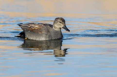 Gadwall (Mareca strepera) male, Mecklenburg-Western Pomerania, Germany