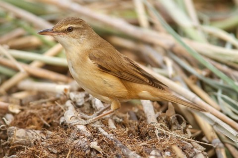 Great Reed Warbler (Acrocephalus arundinaceus), on marsh floor, Castile-La Mancha, Spain