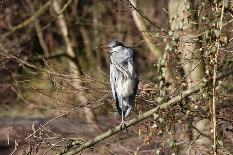 Grey heron (Ardea cinerea) standing on one leg on a branch, North Rhine-Westphalia, Germany