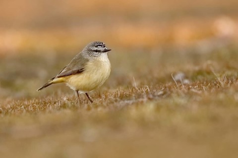 Yellow-rumped Thornbill (Acanthiza chrysorrhoa), Australian Capital Territory, Australia