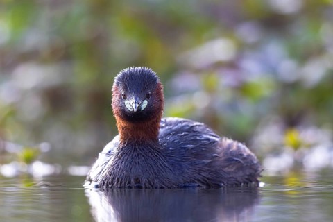 Little Grebe (Tachybaptus ruficollis), North Rhine-Westphalia, Germany