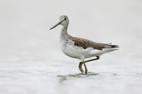 Common Greenshank (Tringa nebularia), Victoria, Australia