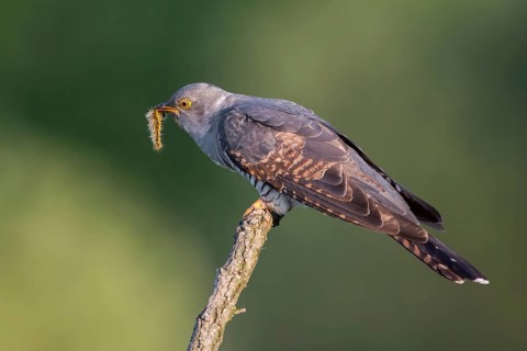 Common Cuckoo (Cuculus canorus) with caterpillar in its beak, Saxony-Anhalt, Germany