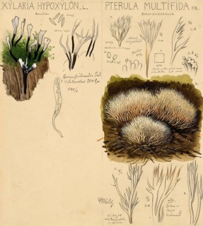 Mushroom, Mushrooms, Candlestick fungus, Xylaria hypoxylon and Pterula multifida, White bristle