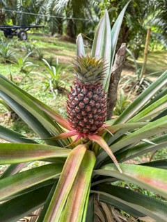A vibrant pineapple plant stands tall in a sunlit tropical field, with broad green leaves and a
