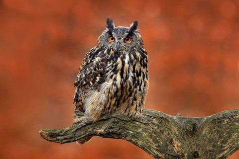 Eurasian Eagle Owl, Bubo Bubo, sitting on the tree stump, close-up, wildlife photo in the forest,