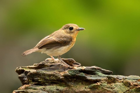 Rufous-chested Flycatcher (Ficedula dumetoria) female, Selangor, Malaysia