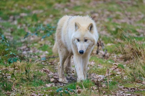 A curious white wolf moves through a grassy forest, Arctic wolf (Canis lupus arctos), Germany