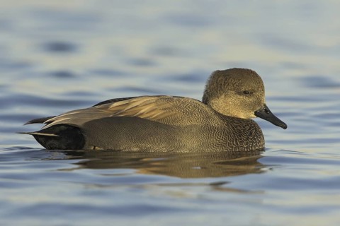 Gadwall (Mareca strepera) male, Ontario, Canada