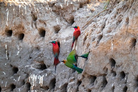 Breeding caves on the banks of the Kwando, Southern carmine bee-eater (Merops nubicoides),