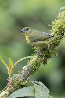 Thick-billed Euphonia (Euphonia laniirostris) perched on a branch in Panama