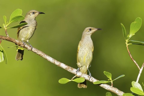 Brown Honeyeater (Lichmera indistincta), Northern Territory, Australia