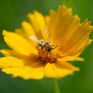 Bee (Apiformes) blooming on a girl's eye (Coreopsis), in the garden, Lower Saxony, Germany