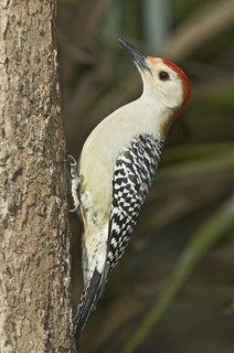 Red-bellied Woodpecker (Melanerpes carolinus), Florida, USA