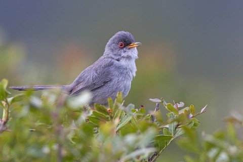 Balearic Warbler (Sylvia balearica)