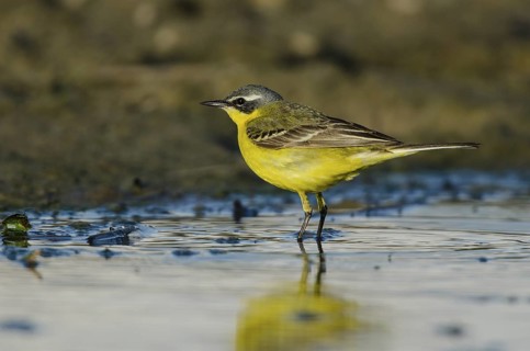 Western Yellow Wagtail (Motacilla flava) male, Schleswig-Holstein, Germany